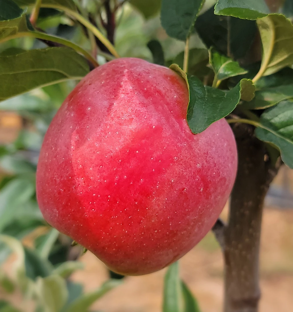 新鲜时令鲁丽苹果礼盒装脆甜可口