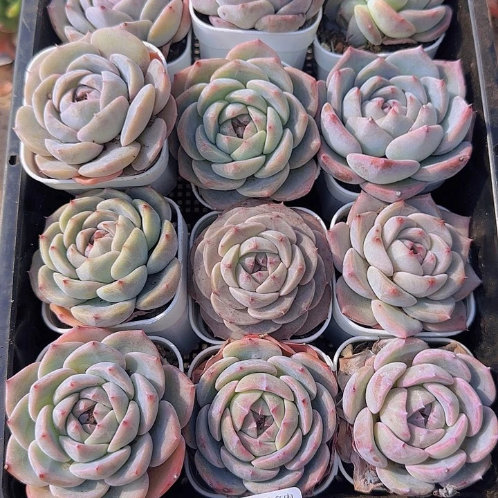 花时光精品多肉39