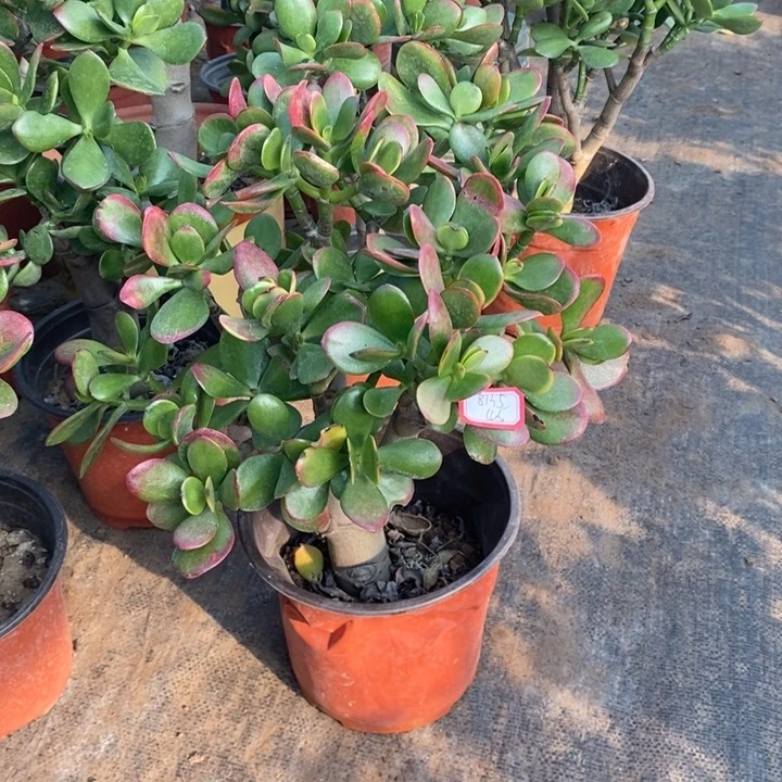 张***茜黄金花月一物一拍