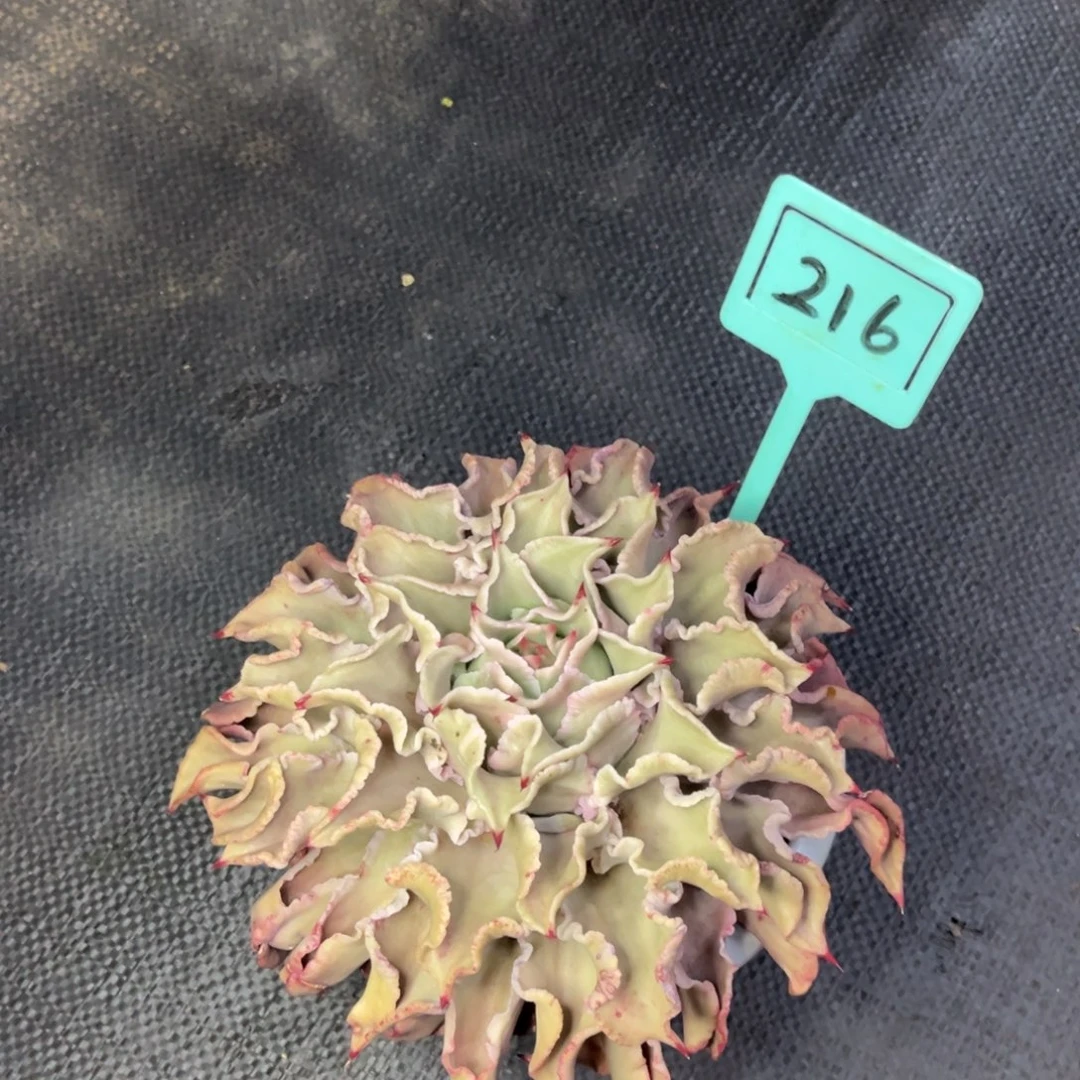 风***诺小雨多肉饺子皮承诺