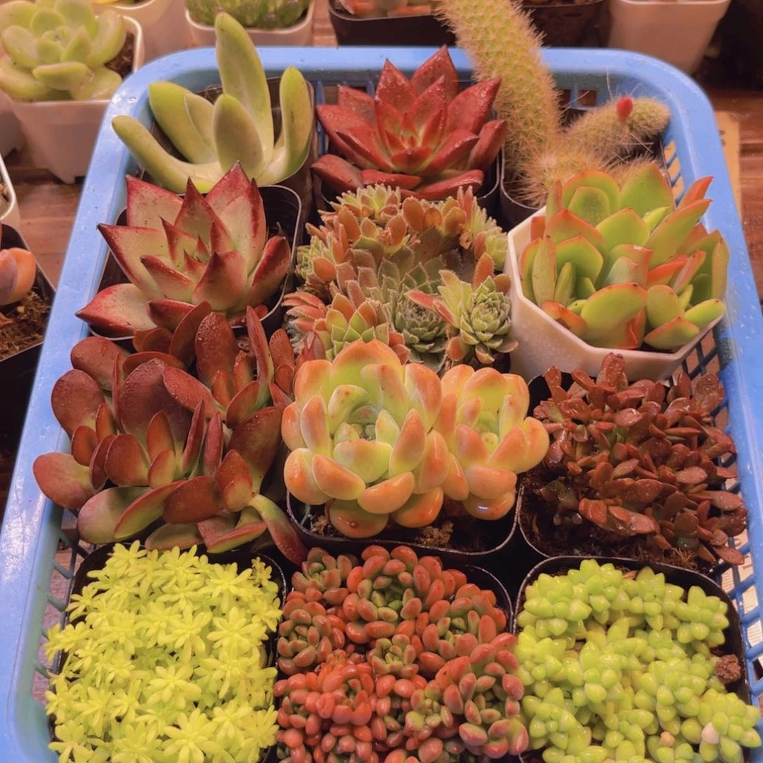 精品套餐12盆带盆土