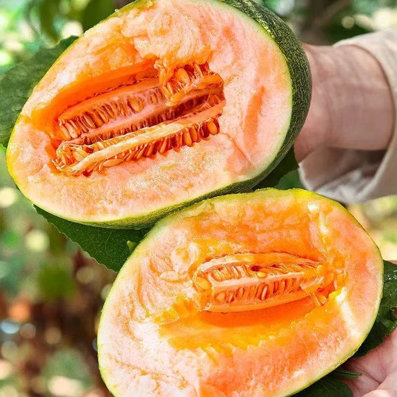 【海南直发】海南哈密瓜当季新鲜水果正宗哈蜜瓜D