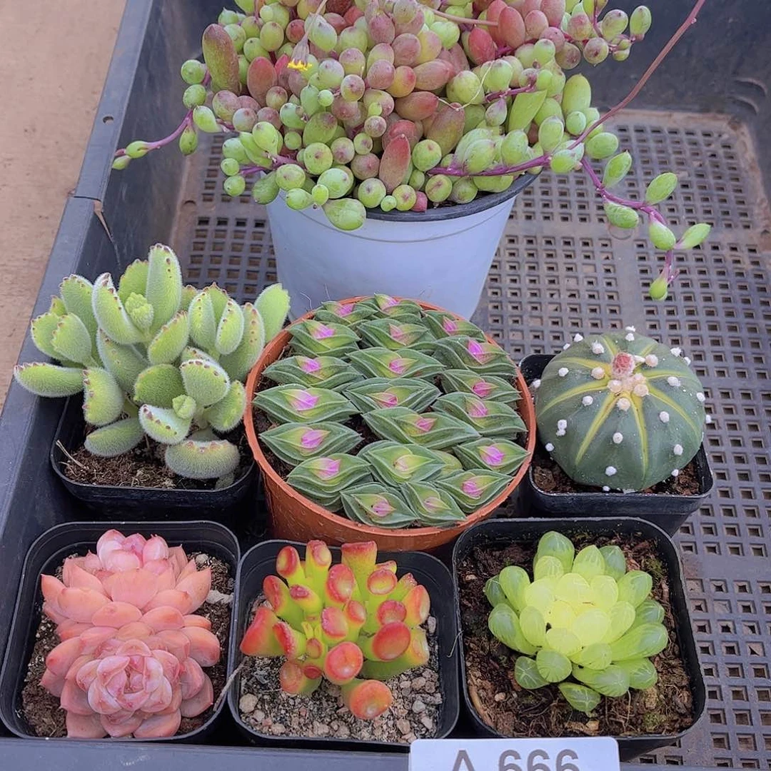 多肉666多肉植物