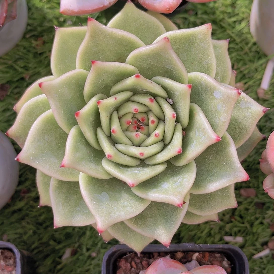 26号9888888888998899