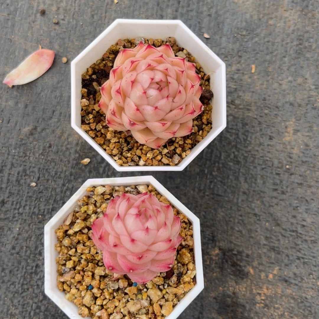 多肉植物宝贝专拍