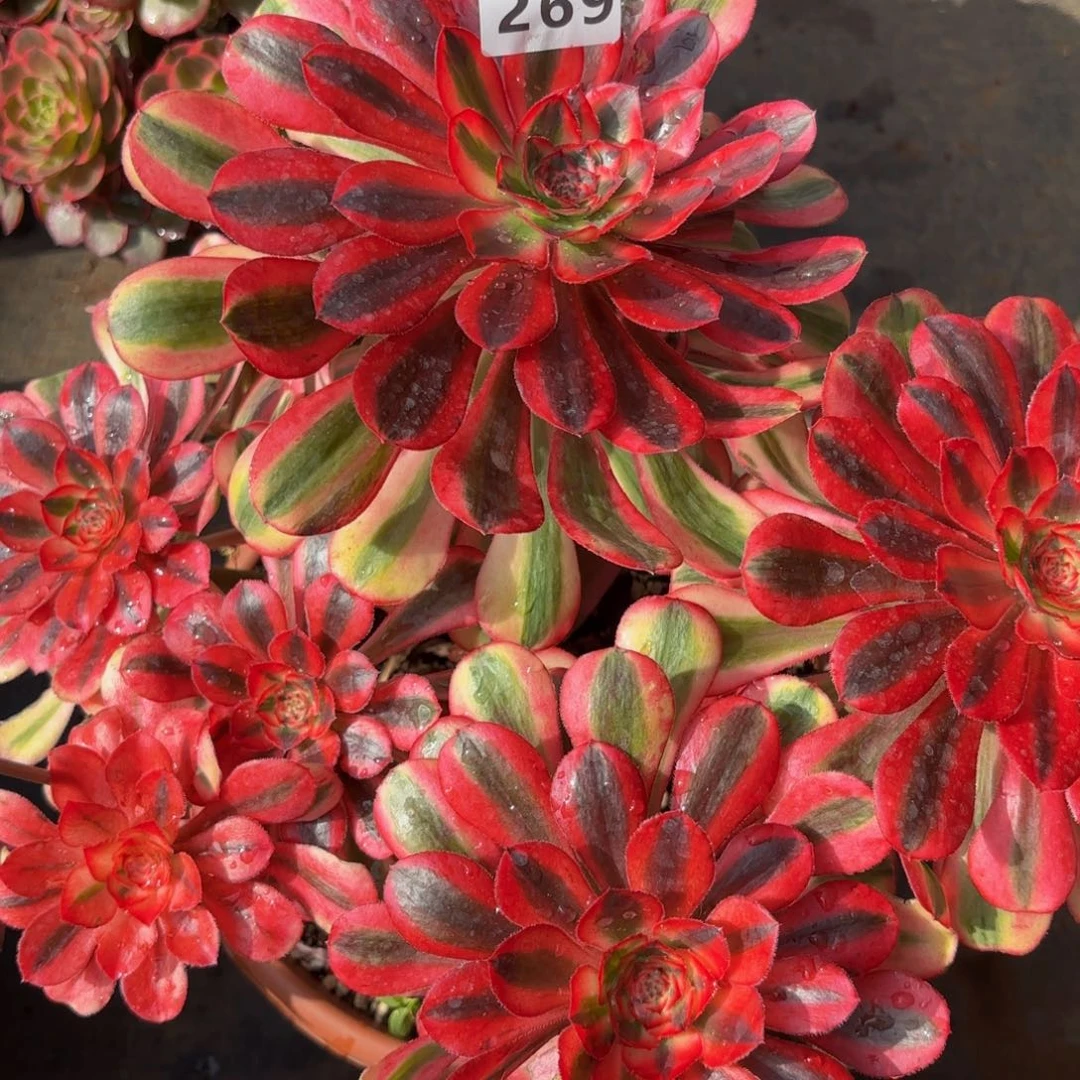 269多肉植物初恋