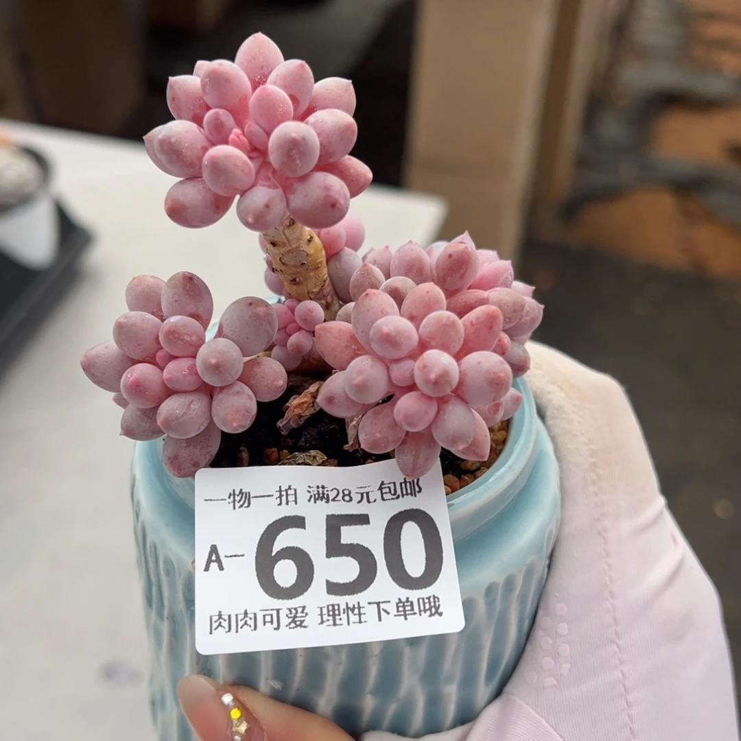 婴儿手指多肉多肉多肉多肉多肉