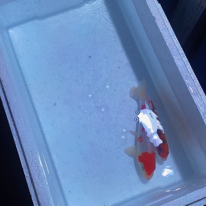 锦鲤锦鲤活鱼开箱包活