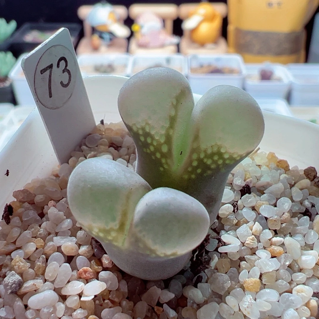 108-618多肉多肉翻窗风铃