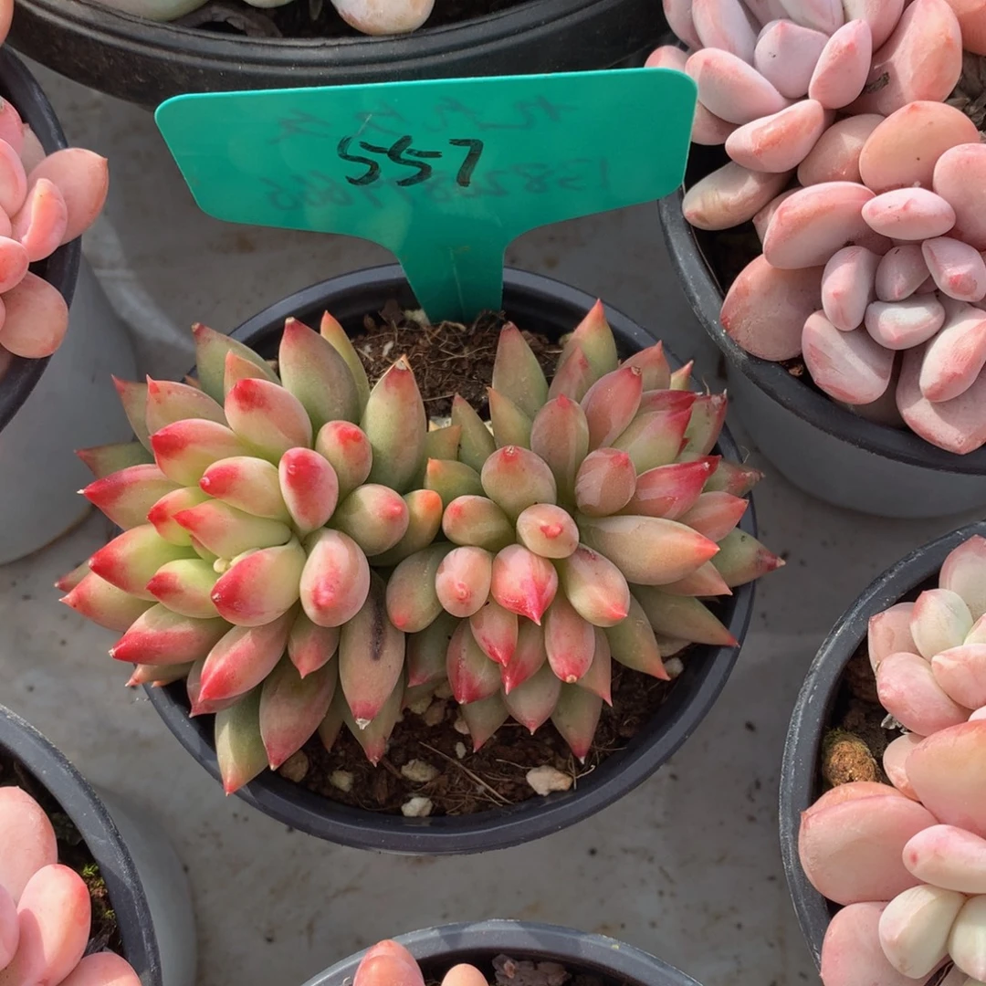 二代虞美人72727272737