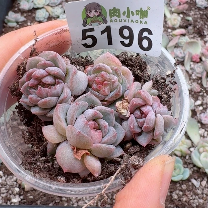 一**贝多肉植物多肉植物