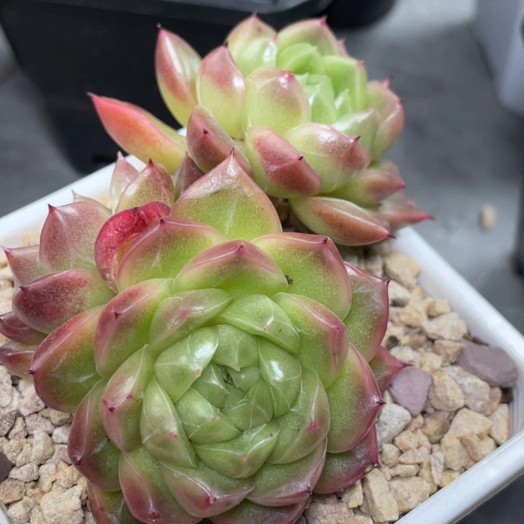 青峦珍妮三头9公分