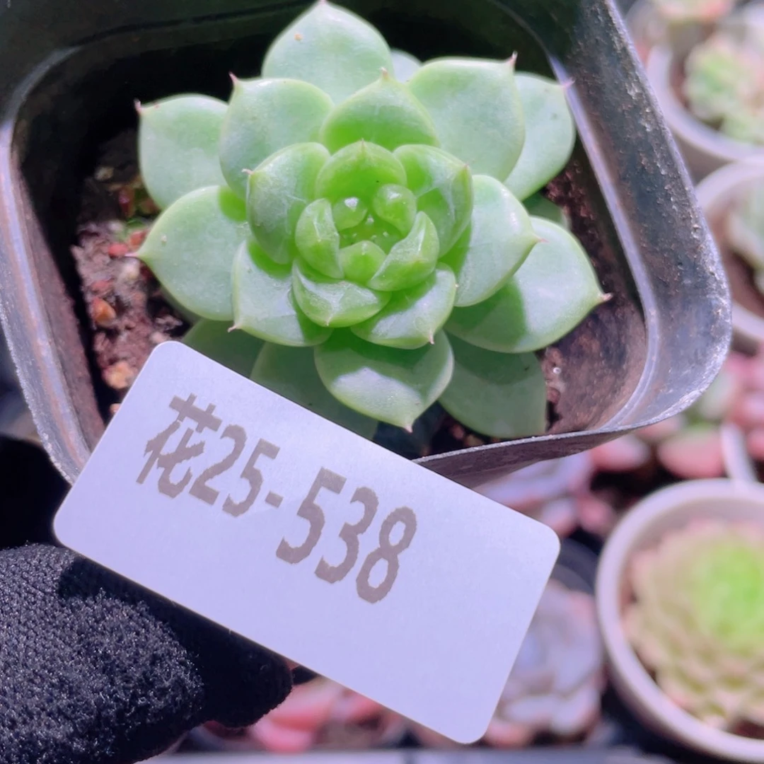 花利美25-538新品珍妮