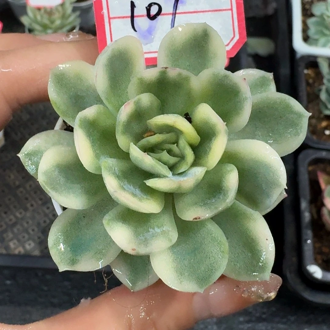 107三单包邮非偏远