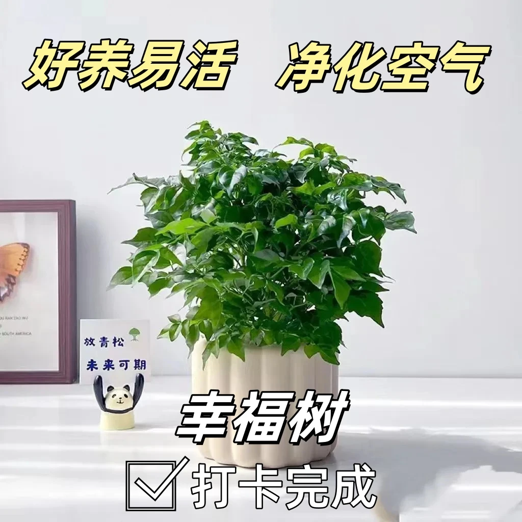 幸福树盆栽绿植平安树肥料室内客厅好养活耐寒净化空气吸甲醛绿植