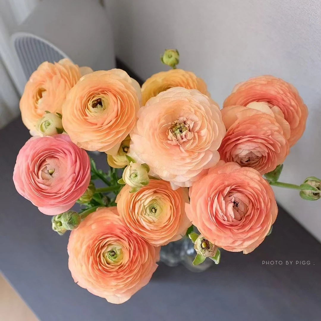 顺丰京东包邮。A级1把香槟色洋牡丹，同品质买贵包退。一单也包邮