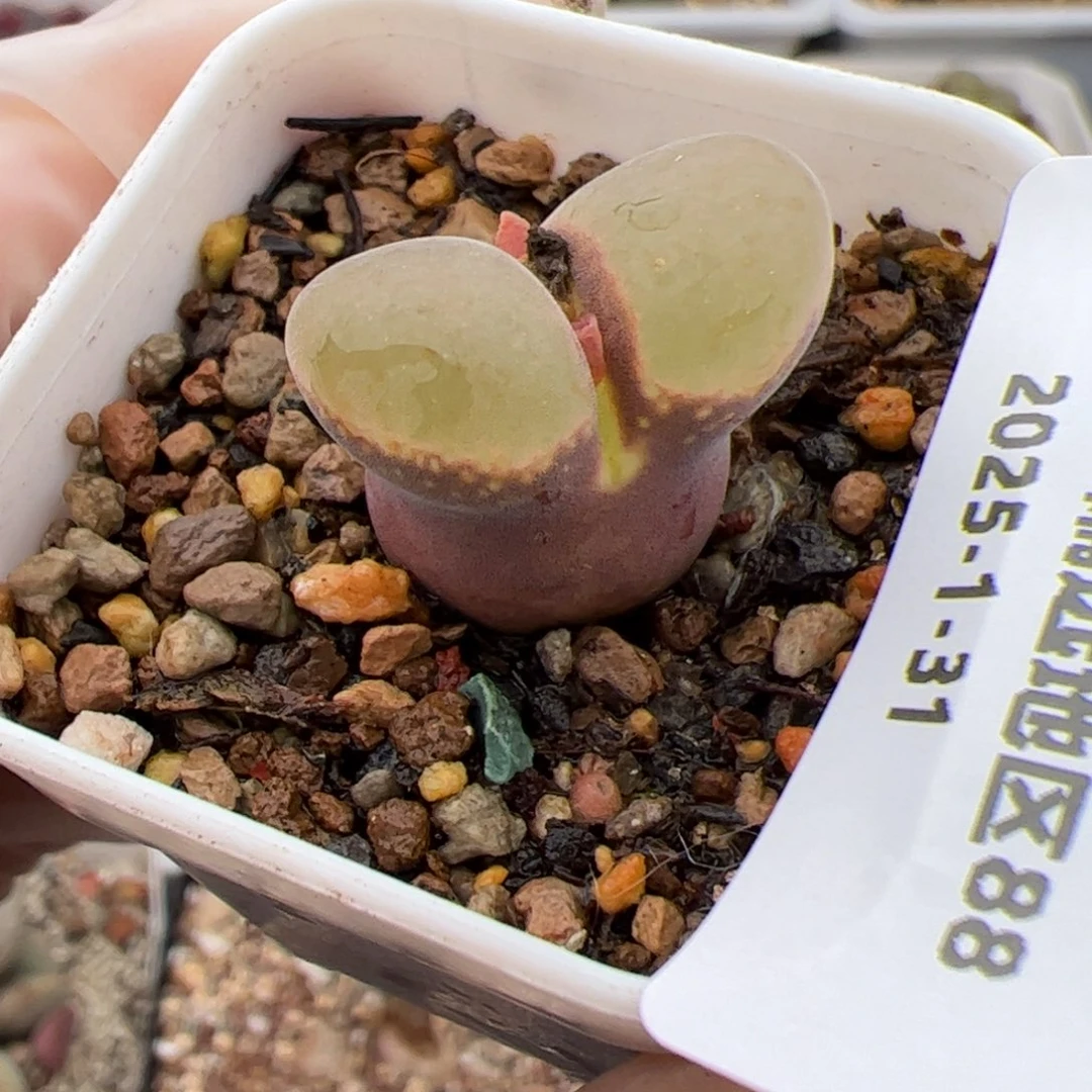 0874号 风铃多肉植物