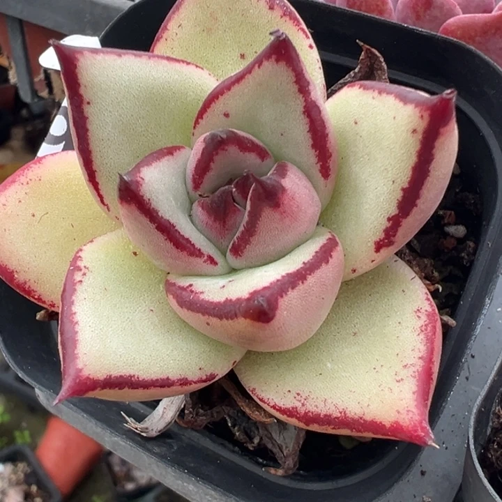 黄皮乌木精控多肉植物119