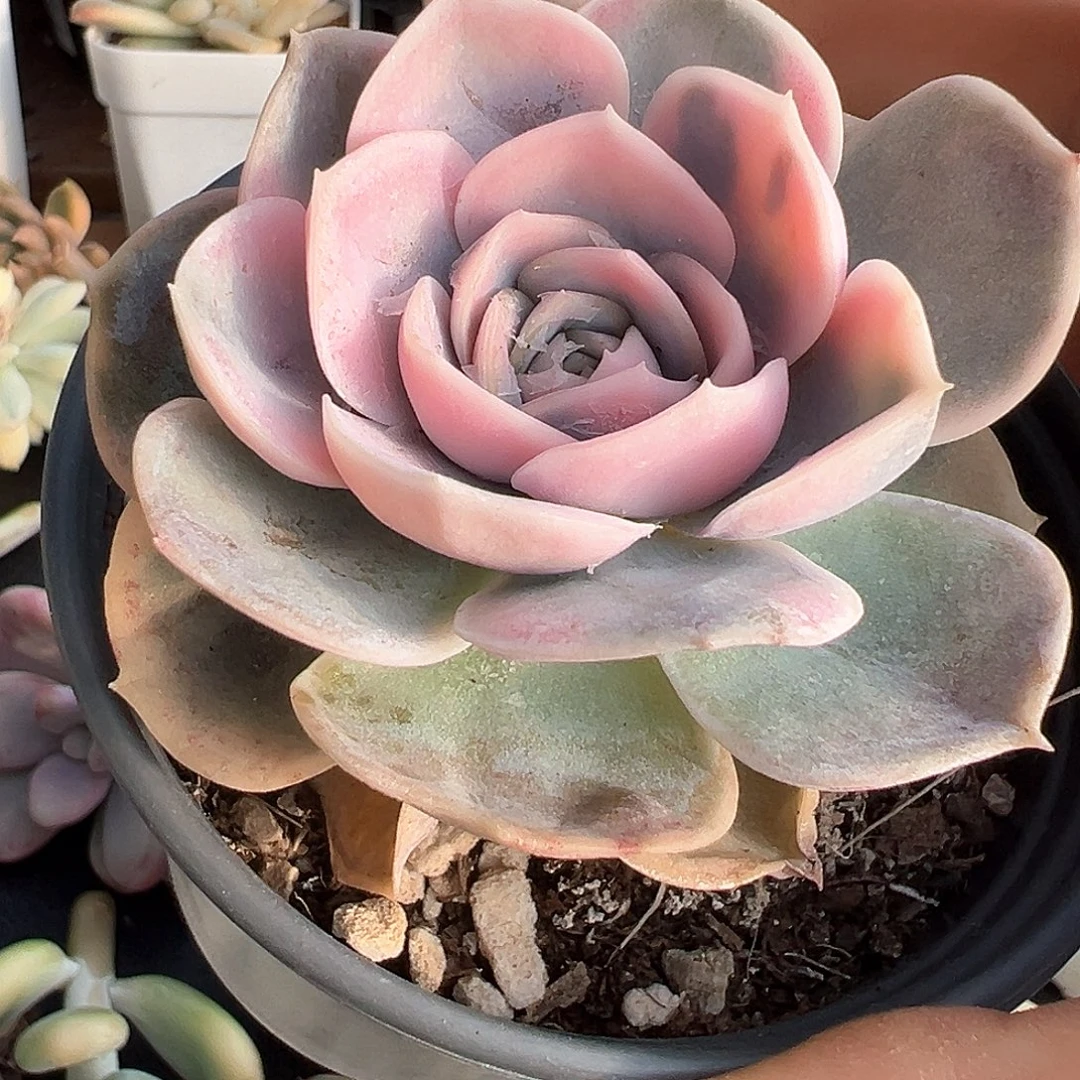 蓝色惊喜锦  小方花圃一物一拍