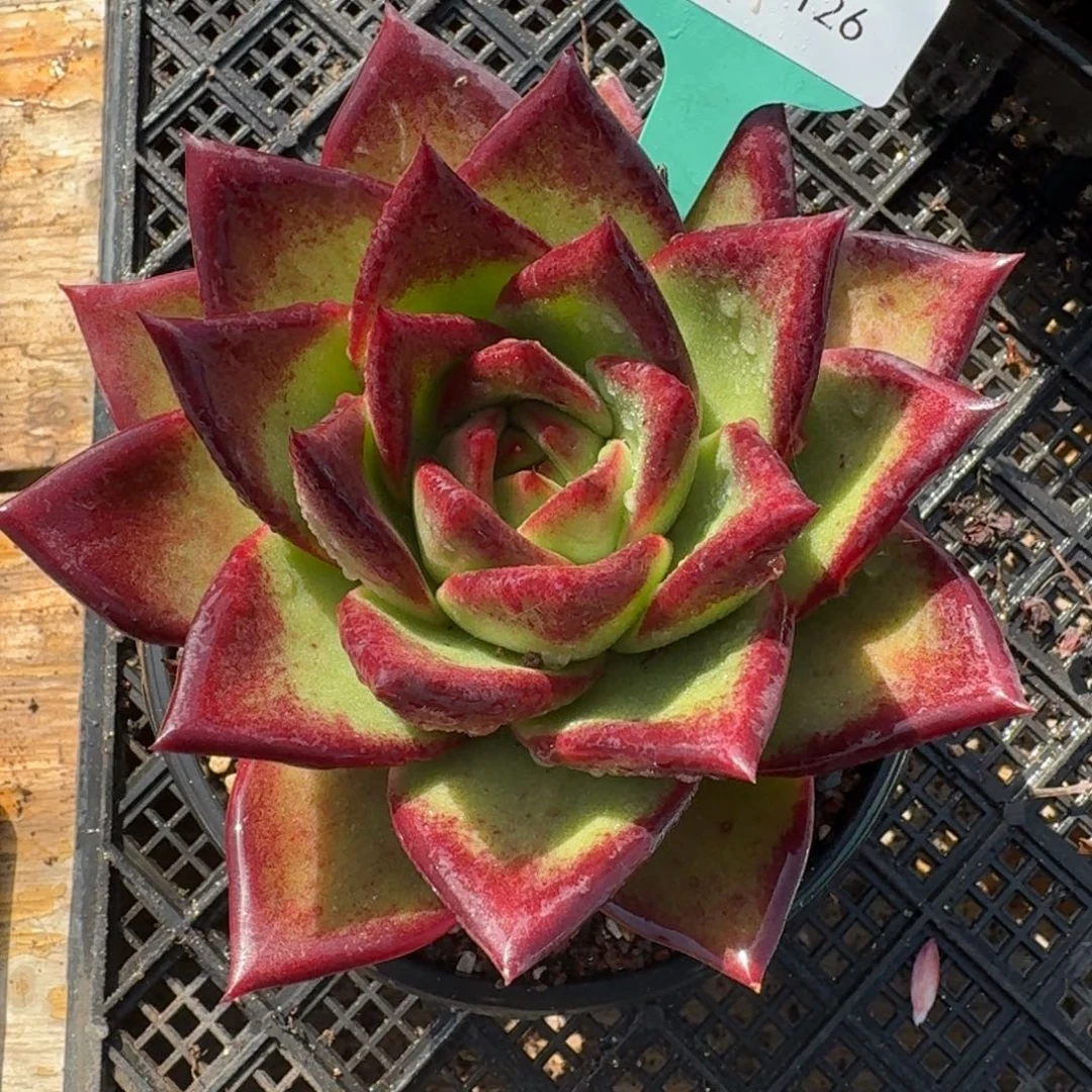 从前慢多肉精选编号1130.126