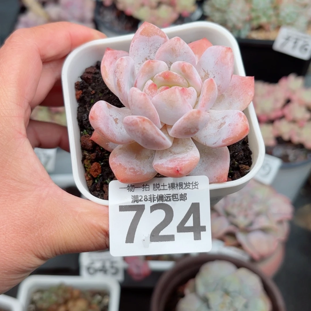 ****C雪天使无盆土发货