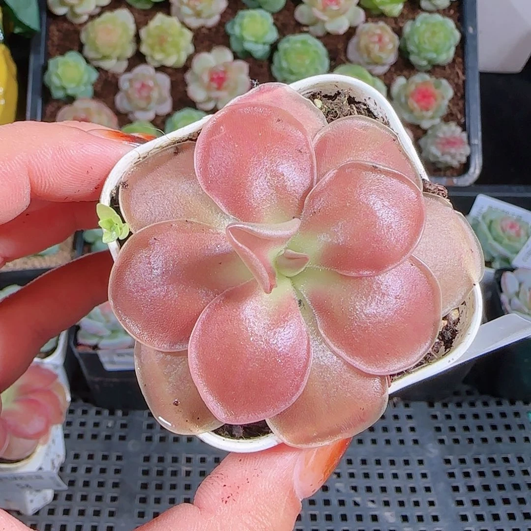 1012--55一物一拍