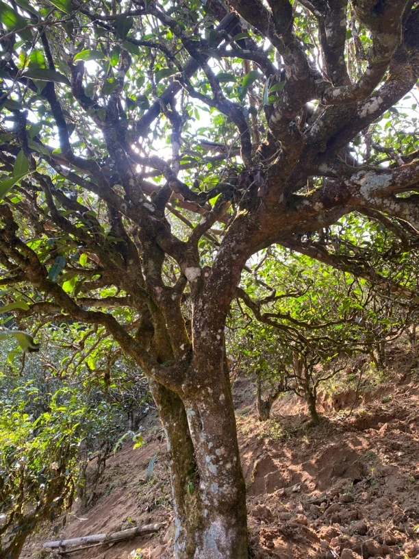 昔归古树 头春古树红茶500克