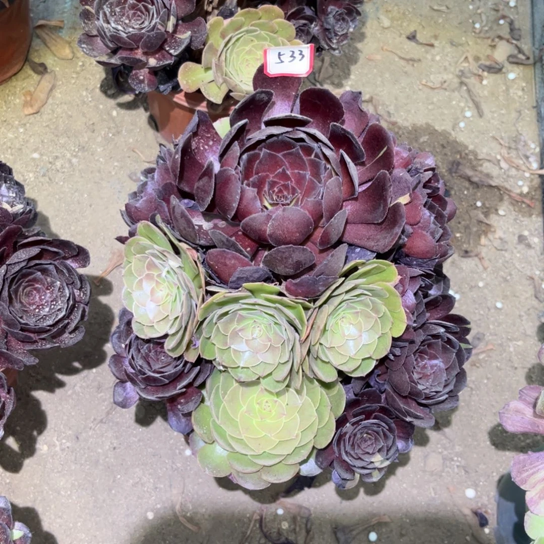 533多肉植物黑美人