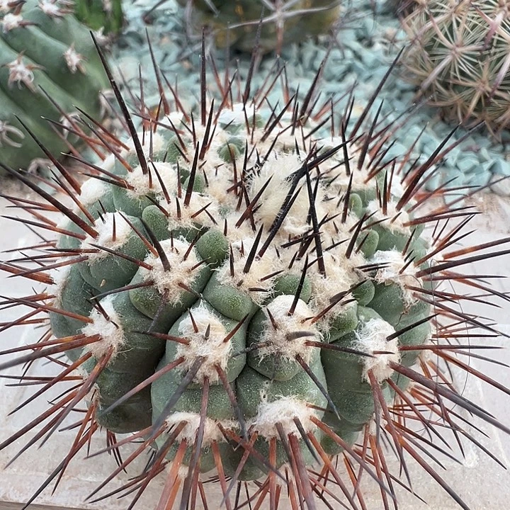 橘刺鬼神龙。 苗接落地。