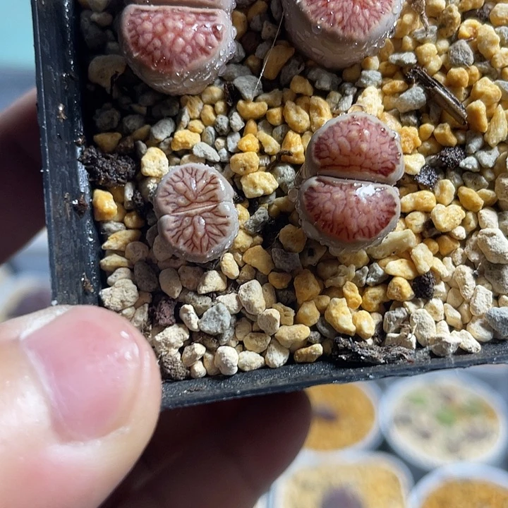佳人园艺上福利啦菊476