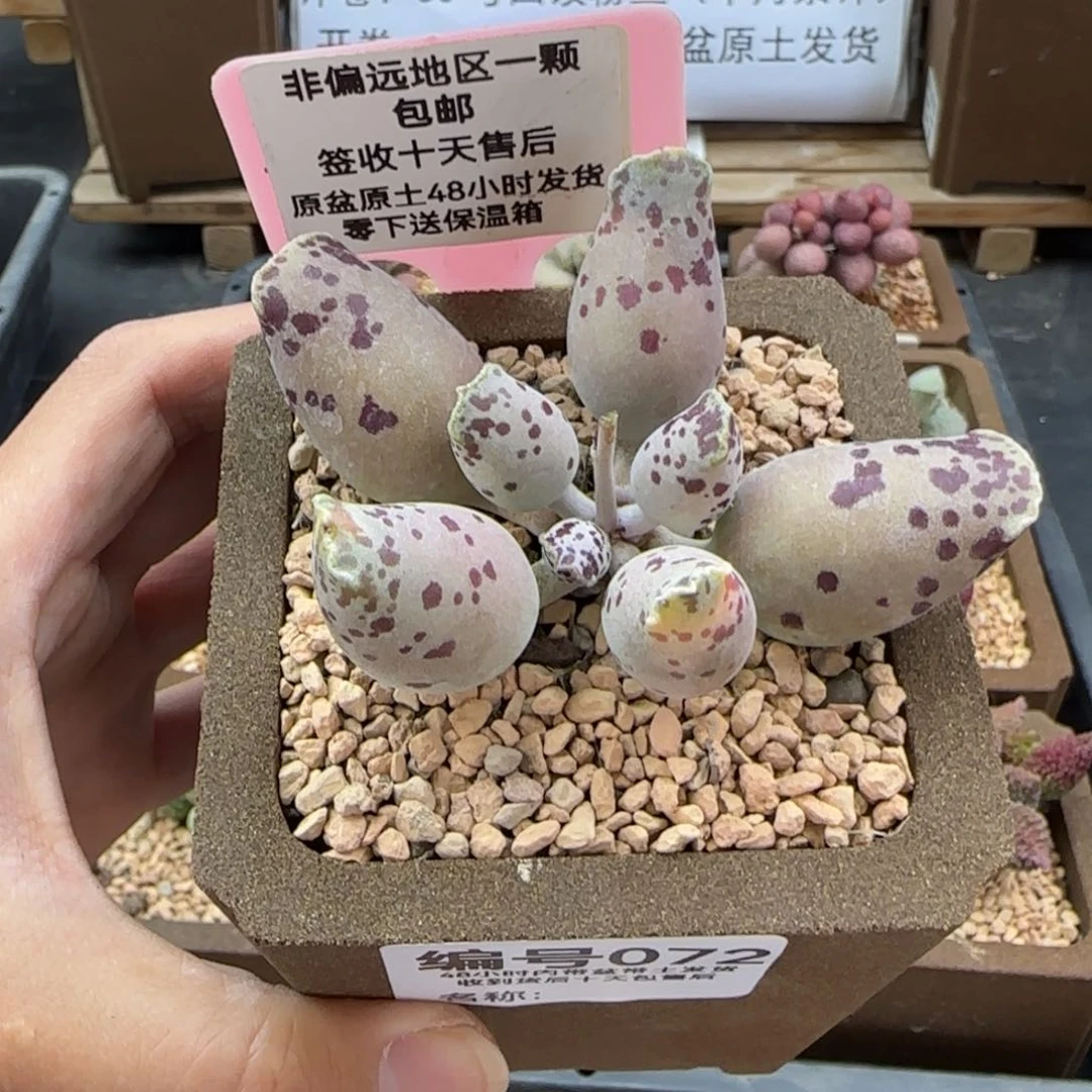 蜜**?072粉海豹多肉植物