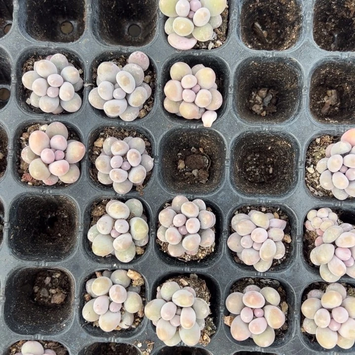 汤圆2.5cm5颗多肉满20包邮下午发