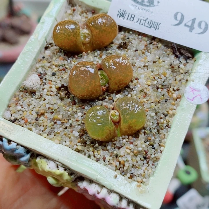 生石花花花花花花花949