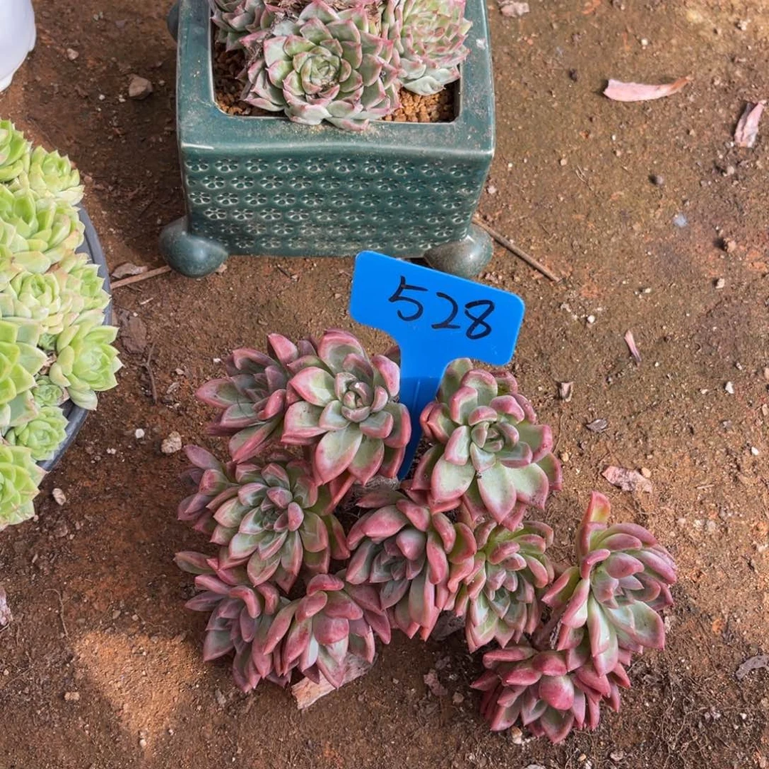 1****6528香槟多肉