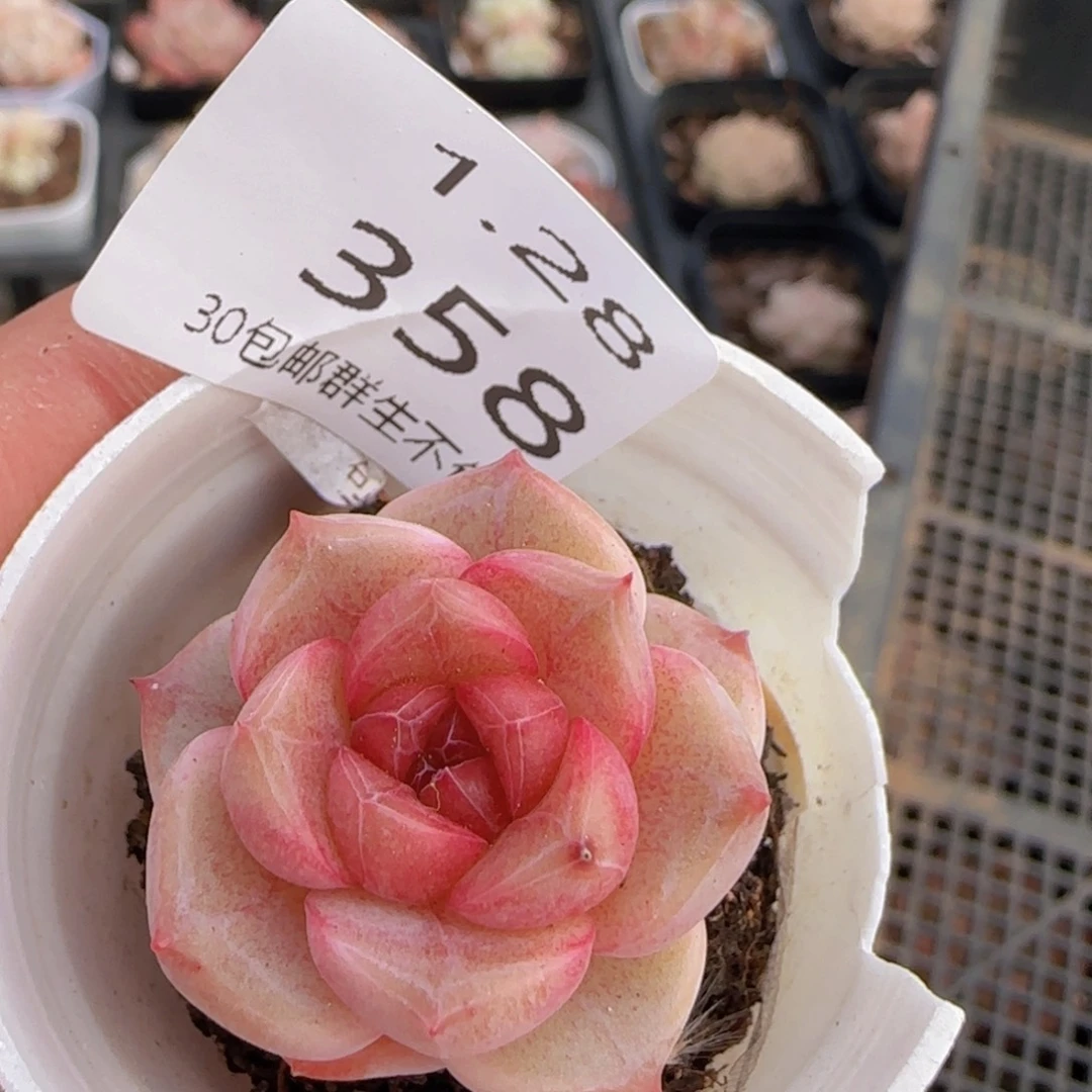 糖心一颗脱土发货