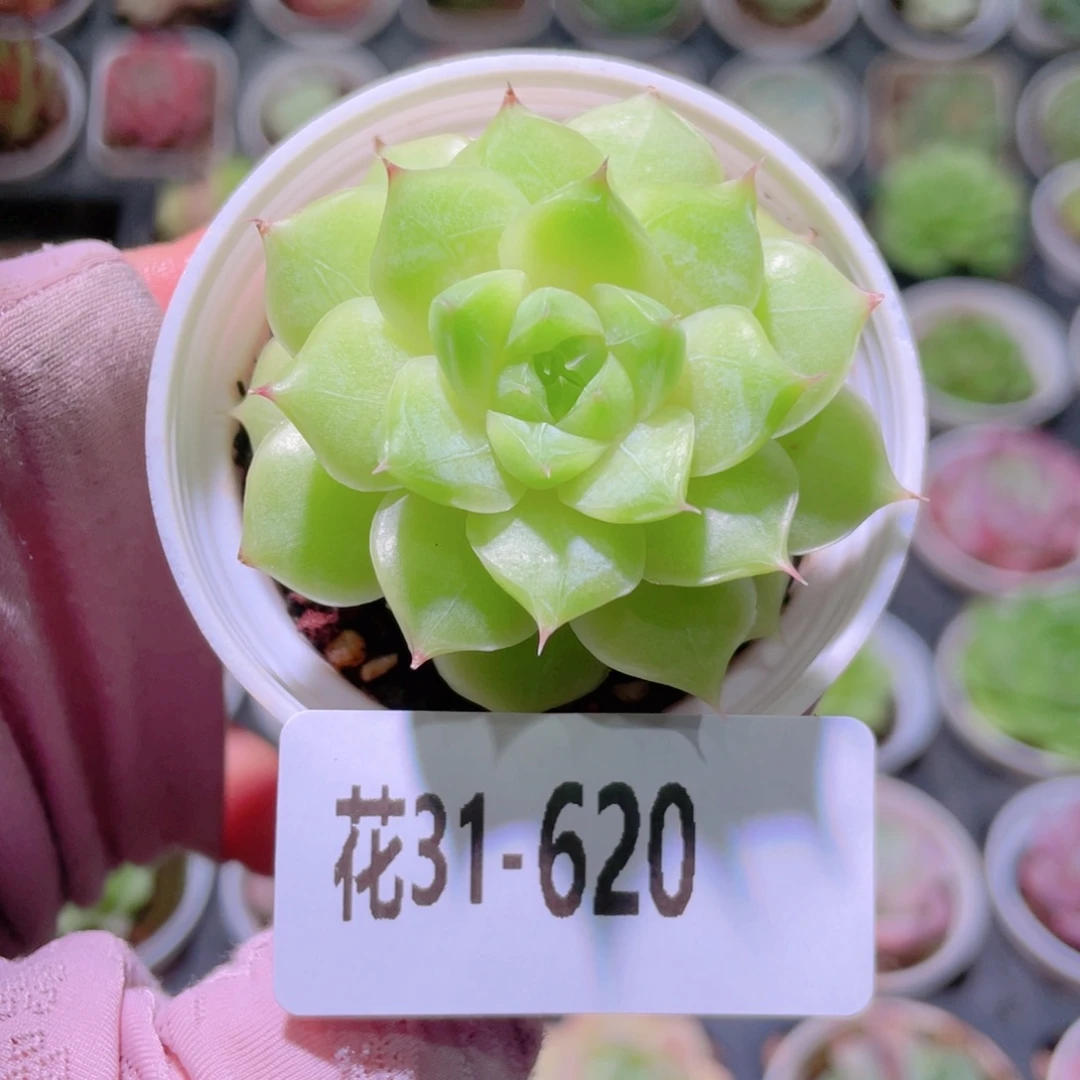 花利美31-620新品