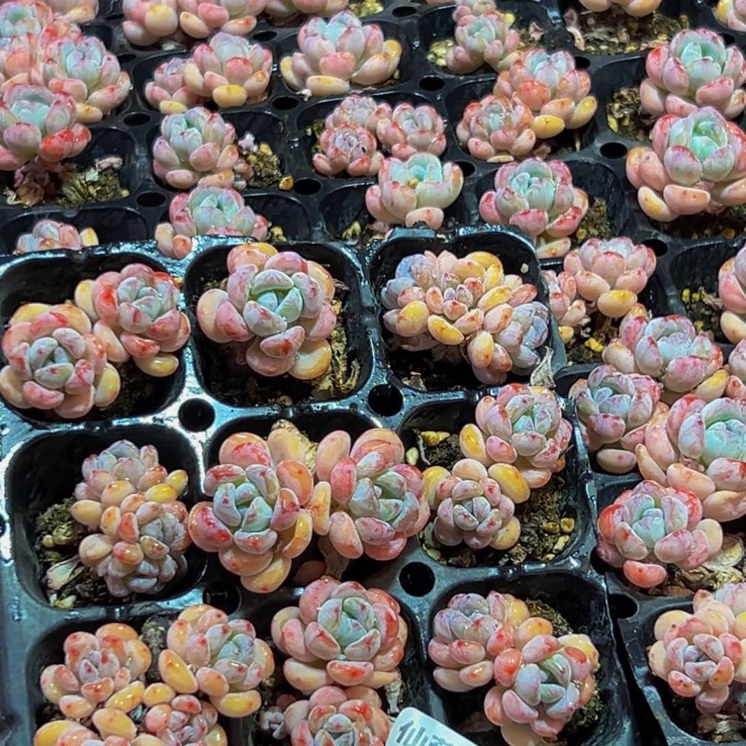 311多肉葡萄的价格量拍9颗