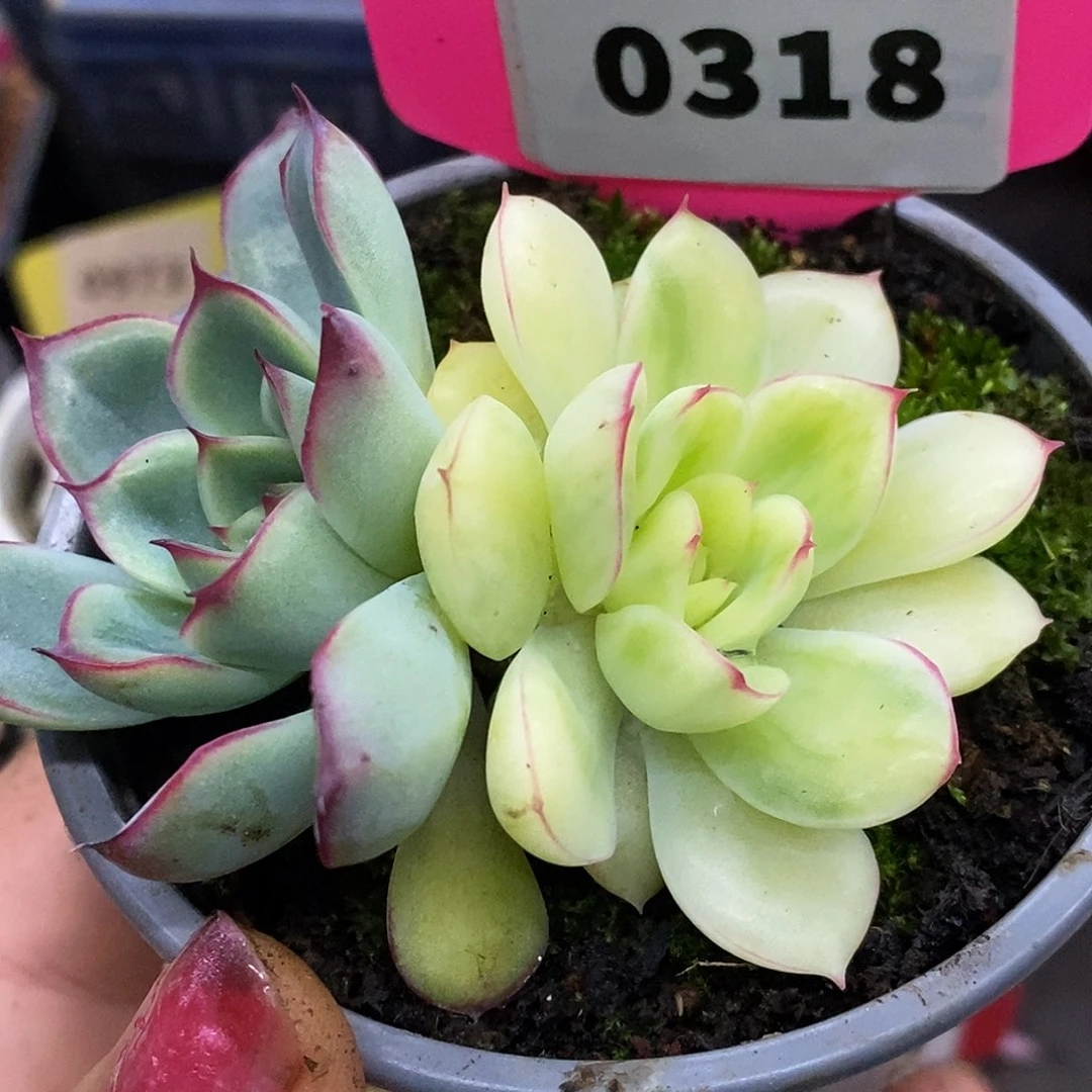 318荷花哈哈哈哈哈哈哈