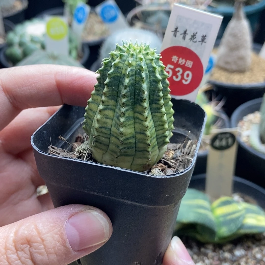 自根布纹球锦一颗仙人球