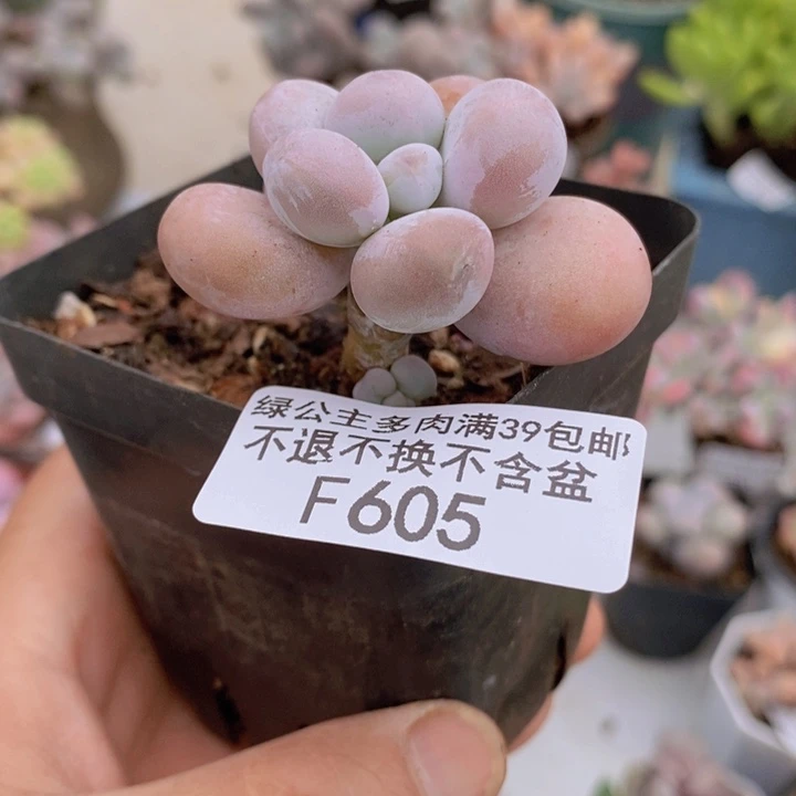 橙奶单头605多肉植物