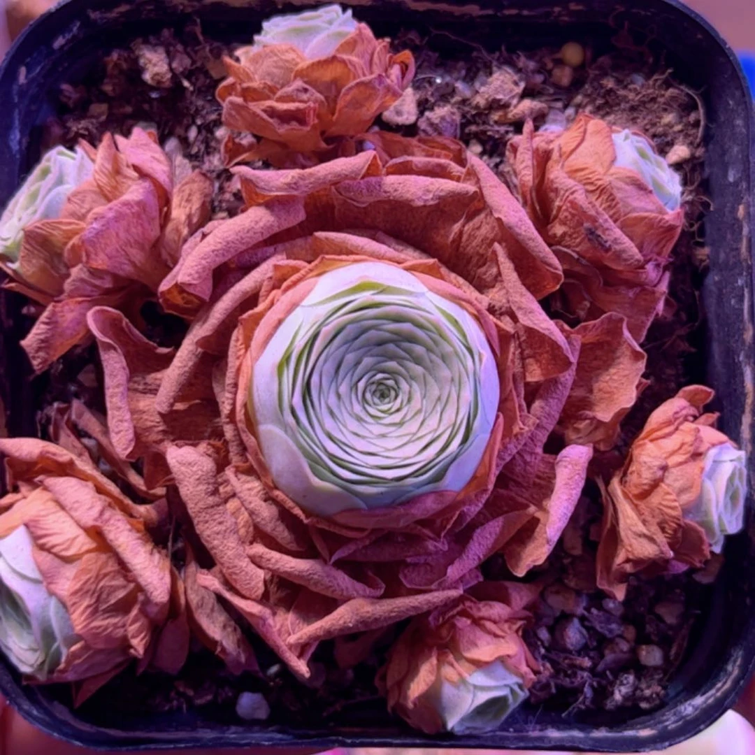 全部花朵L一物一拍山地玫瑰677