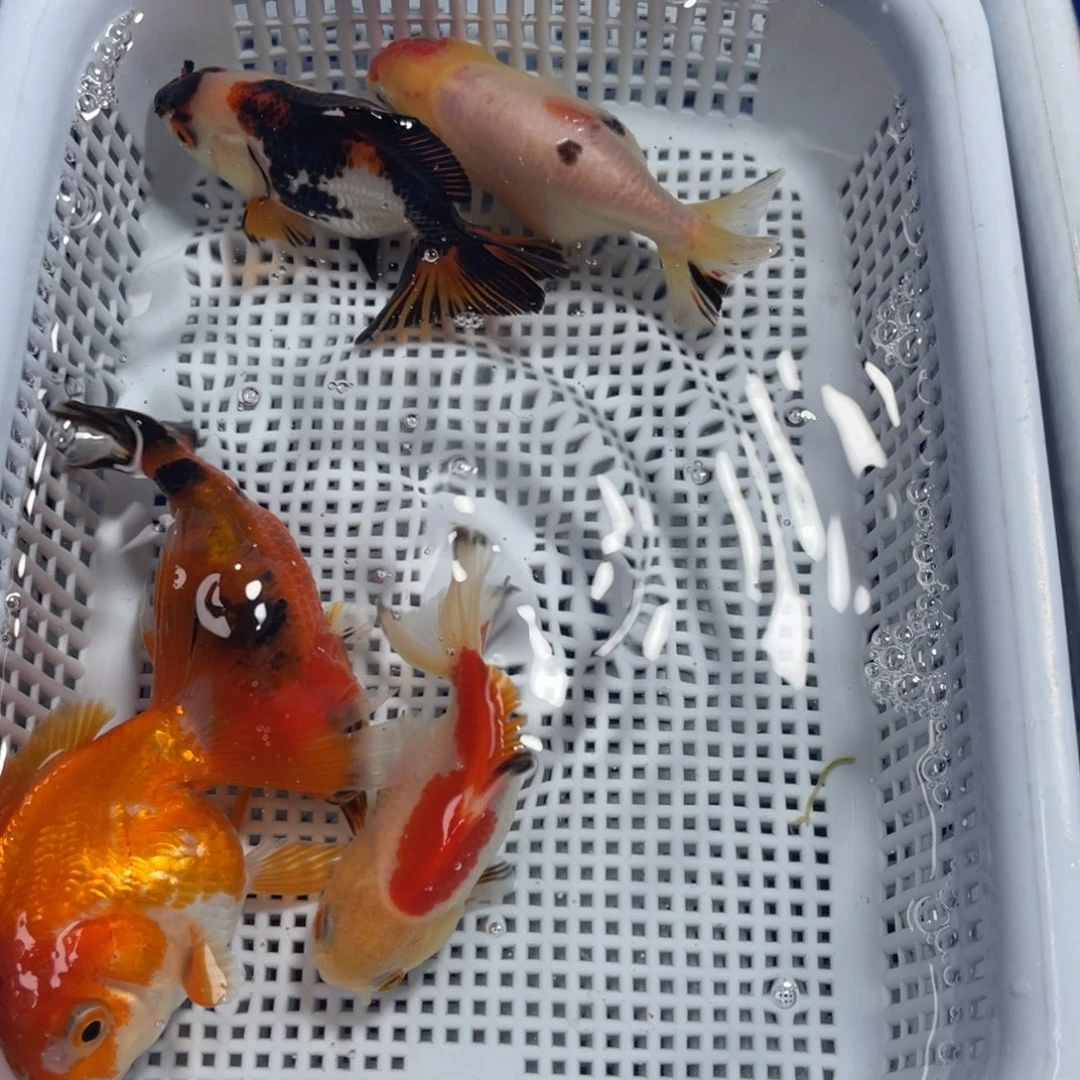 海水鱼花泰狮金鱼1号