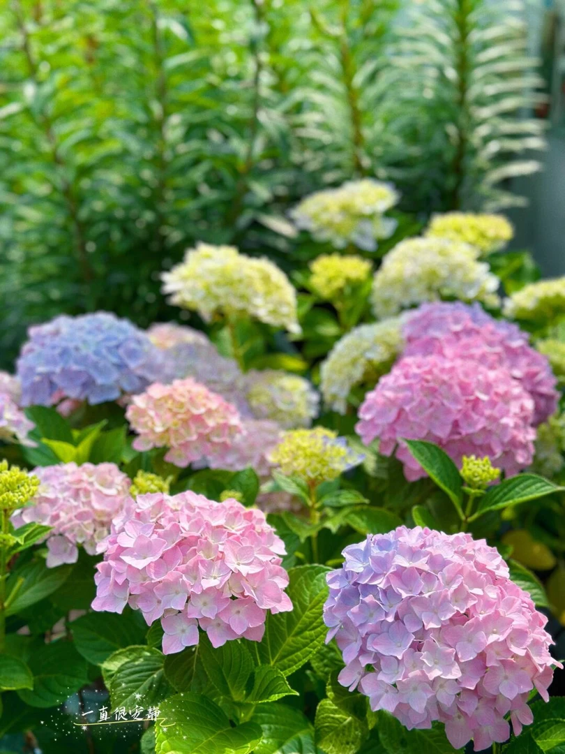 [易多梦幻 绣球]   1.5加仑1盆阳台庭院花卉露天室外栽培苗好养活