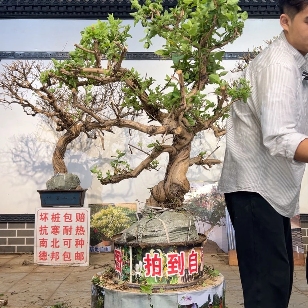 无花朵金银花开花156515556