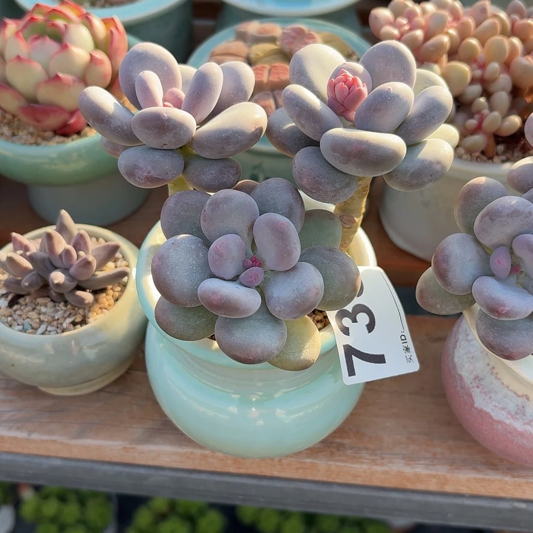 胡***思大叶奶多肉带盆发货735