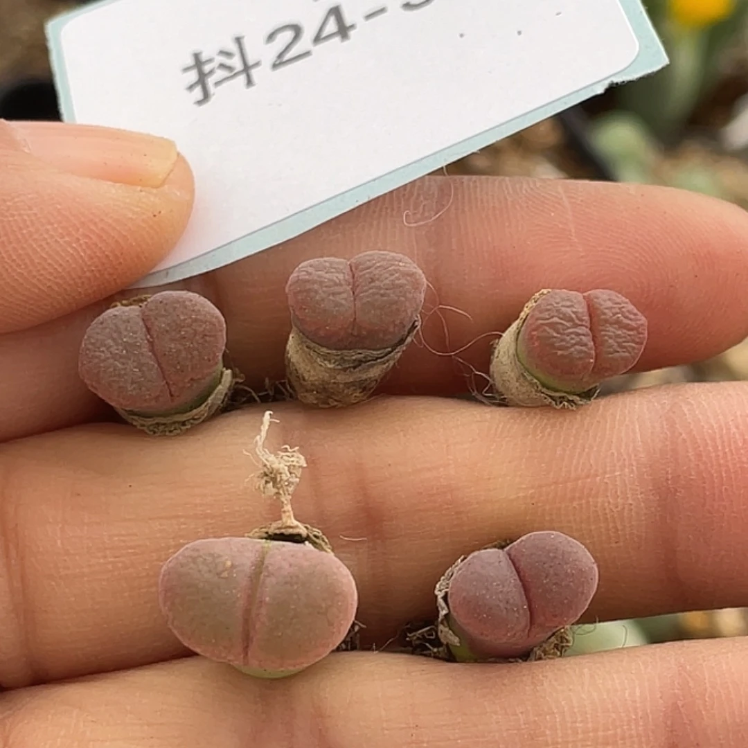 24-30肉锥c10杂风铃肉锥