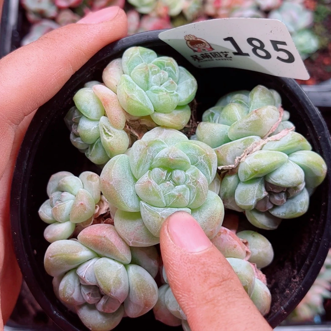 多肉植物多肉植物