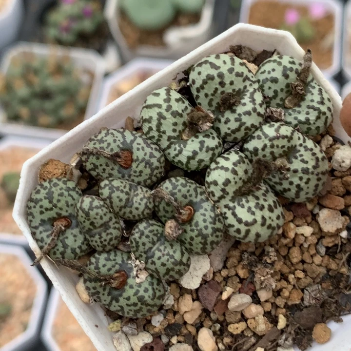 精品多肉植物精品多肉