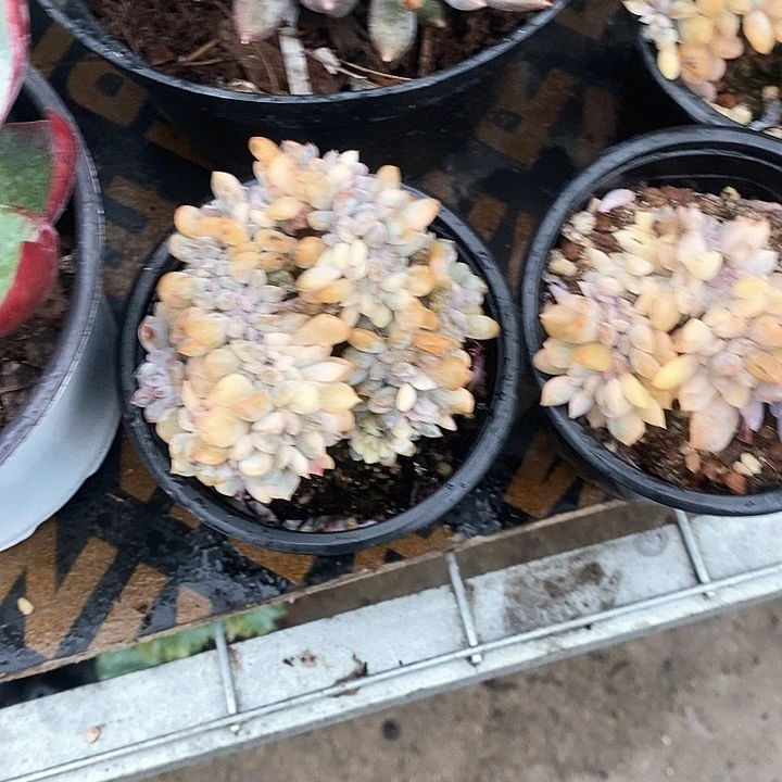 月****l景缀233445567788元99