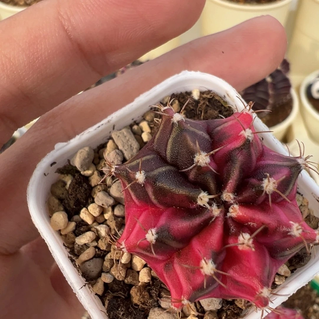 265 好看的米哈冲冲冲